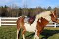 Saddle Pad - All Purpose Painted Ponies